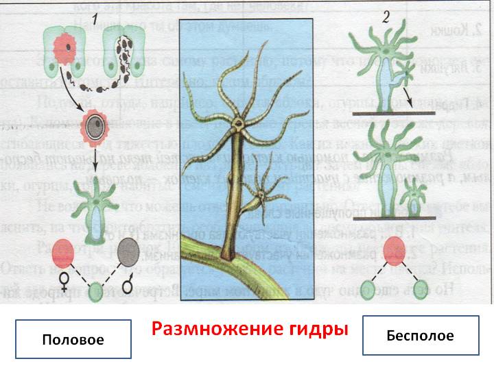 Актуальные ссылки кракен 2025